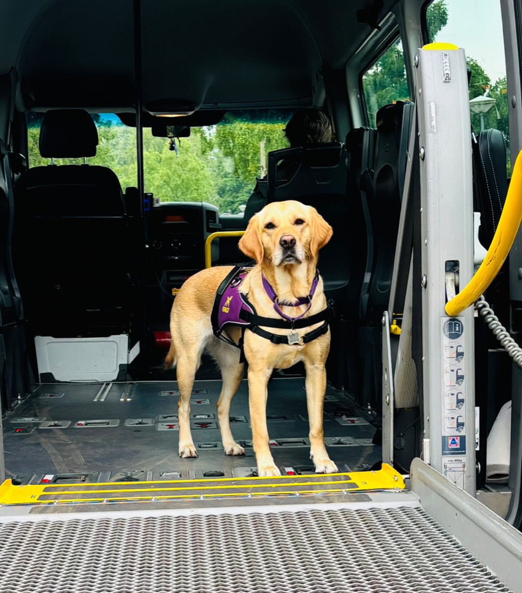 Hulphond op de rolstoellift van de bus van Taxi Dijk en Waard